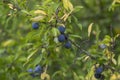 Prunus spinosa blackthorn sloe with blue ripening fruits on shrub branches with leaves Royalty Free Stock Photo