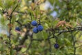 Prunus spinosa blackthorn sloe with blue ripening fruits on shrub branches with leaves Royalty Free Stock Photo