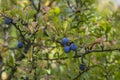 Prunus spinosa blackthorn sloe with blue ripening fruits on shrub branches with leaves