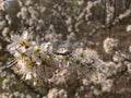 Prunus spinosa blackthorn, sloe - the flower