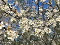 Prunus spinosa or blackthorn or sloe Royalty Free Stock Photo