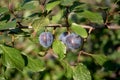 Prunus spinosa blackthorn, or sloe. The fruits of blackthorn Spinosa prunus berries commonly known as blackthorn or sloe Royalty Free Stock Photo