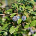 Prunus spinosa blackthorn, or sloe. The fruits of blackthorn Spinosa prunus berries commonly known as blackthorn or sloe Royalty Free Stock Photo