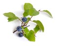 Prunus spinosa or blackthorn, or sloe. Isolated twig with fruit