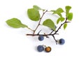 Prunus spinosa or blackthorn, or sloe. Isolated twig with fruit Royalty Free Stock Photo