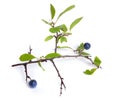 Prunus spinosa or blackthorn, or sloe. Isolated twig with fruit