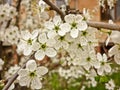 Prunus spinosa (blackthorn, sloe) Royalty Free Stock Photo