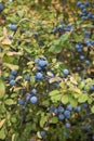 Blue fruit of Prunus spinosa shrub