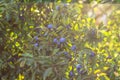 Prunus spinosa, called blackthorn or sloe. Blue berries of blackthorn ripen on bushes selective focus. Fresh blackthorn berries Royalty Free Stock Photo