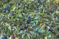 Prunus spinosa, called blackthorn or sloe. Blue berries of blackthorn ripen on bushes selective focus. Fresh blackthorn Royalty Free Stock Photo