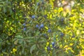 Prunus spinosa, called blackthorn or sloe. Blue berries of blackthorn ripen on bushes selective focus. Fresh blackthorn Royalty Free Stock Photo