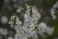 Tiny white flowers on Blackthorn or Sloe Royalty Free Stock Photo