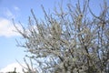 Tiny white flowers on Blackthorn or Sloe Royalty Free Stock Photo