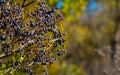 Prunus spinosa L Prunellier, Ãâ°pine noire, Prunier, Epine noire, Belossay