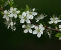 Prunus spinosa