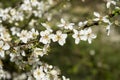 Branch with flowers of Prunus spinosa Royalty Free Stock Photo