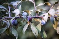 Prunus spinosa or sloe or blackthorn fruit Royalty Free Stock Photo