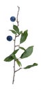 Prunus spinosa Royalty Free Stock Photo