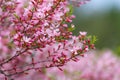 Prunus tenella blossoms close up