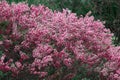 Prunus tenella blossoms close up