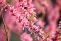 Prunus tenella, dwarf russian almond blossomed in the spring garden