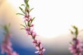 Prunus tenella, dwarf russian almond blossomed in the spring garden