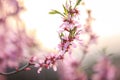 Prunus tenella, dwarf russian almond blossomed in the spring garden