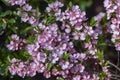 Prunus tenella dwarf Russian Almond pink flowers in bloom, beautiful ornamental plant in bloom