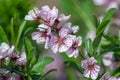 Prunus tenella dwarf Russian Almond pink flowers in bloom, beautiful ornamental plant in bloom