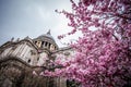 A prunus three blossoming in front of Saint Paul cathedral Royalty Free Stock Photo