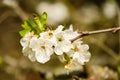 Prunus tree blooming Royalty Free Stock Photo