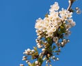 Prunus Tree Blossom Branch On Clear Blue Sky Royalty Free Stock Photo
