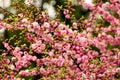 Prunus triloba blossoms.