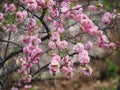Prunus Triloba Or Double Flowering Plum