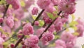 Prunus triloba `Multiplex` in bloom