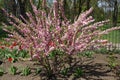 Prunus triloba Multiplex in bloom in April