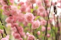 Prunus triloba Plena. Beautiful pink flowers on a bush branch close-up Royalty Free Stock Photo