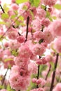 Prunus triloba Plena. Beautiful pink flowers on a bush branch close-up Royalty Free Stock Photo