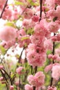 Prunus triloba Plena. Beautiful pink flowers on a bush branch close-up Royalty Free Stock Photo