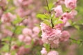 Prunus triloba Plena. Beautiful pink flowers on a bush branch close-up Royalty Free Stock Photo