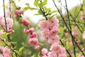 Prunus triloba Plena. Beautiful pink flowers on a bush branch close-up Royalty Free Stock Photo