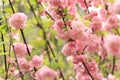 Prunus triloba Plena. Beautiful pink flowers on a bush branch close-up Royalty Free Stock Photo