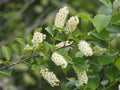 Prunus Virginiana Or Chokecherry In Bloom Royalty Free Stock Photo