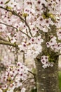 Close up of the ornamental tree Prunus x yedoensis