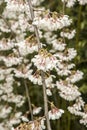 Ornamental cherry Prunus x yedoensis Ivensii Royalty Free Stock Photo