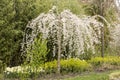 Prunus x yedoensis Ivensii Royalty Free Stock Photo