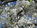 White cherry blossom in bloom Royalty Free Stock Photo