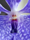 Pruple orchid heart