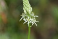 Prussian asparagus Ornithogalum pyrenaicum Royalty Free Stock Photo