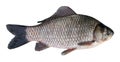 Prussian carp (Carassius gibelio) on a white background